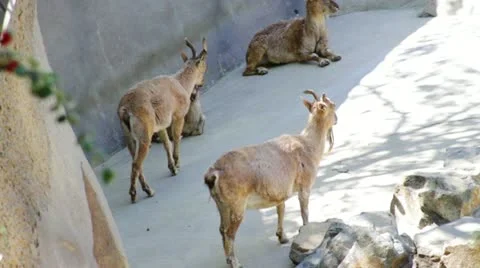 Goat5 Stock Footage 10881073