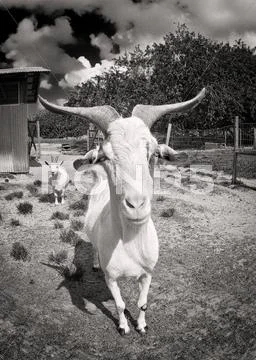 Goatdad Stock Photos