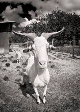 Goatdad Stock Photos