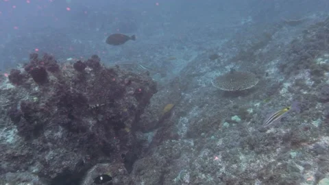 Goatfish Video stock 149898570