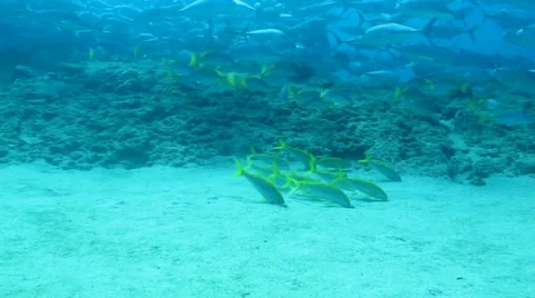 Goatfish (Mulloidichthys dentatus) Stock Footage 24255646