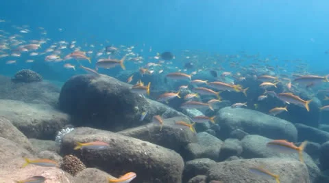 Goatfish (Mulloidichthys dentatus) Stock Footage 24280810
