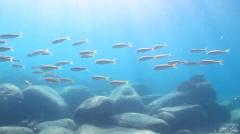 Goatfish (Mulloidichthys dentatus) Stock Footage 24280912
