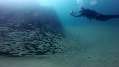 Goatfish school and Diver Stock Footage 157994772