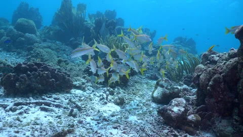 Goatfish school Stock Footage 311825726
