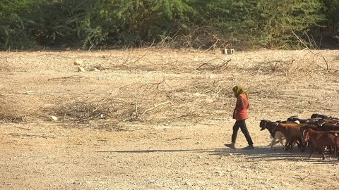 Goatherd with flock 스톡 동영상 83594106