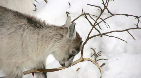 Goatkid eat Stock Footage 331564