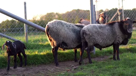 Goatling and two sheep standing on paddock at rural farm. Agricultural industry Video stock 80192973