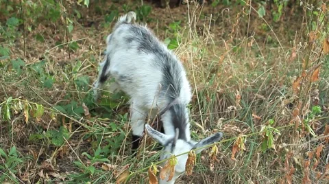 Goatling close-up Video stock 54662141