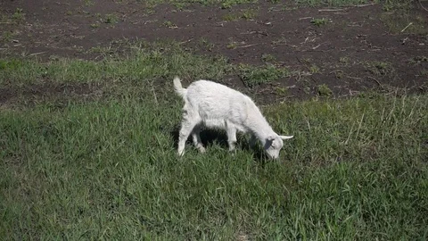 Goatling eating grass slow motion, 500 fps (20x), hd 1080p video footage Stock-Footage 84209702