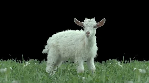 Goatling on green meadow. Stock Footage 76539152