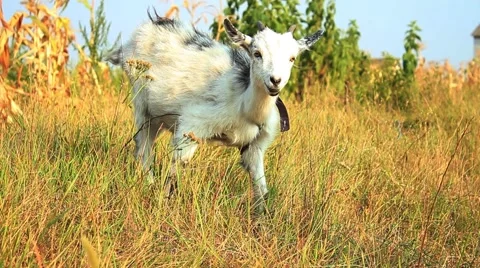 Goatling in the meadow Video stock 54662231