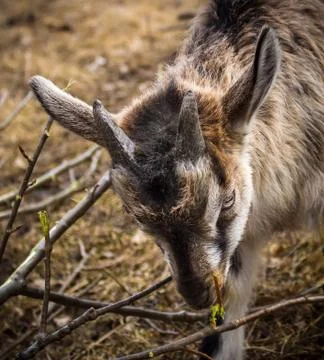 Goatling Stock Photos
