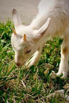Goatling Stock Photos