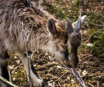 Goatling Stock Photos