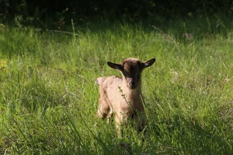 Goatling Stock Photos
