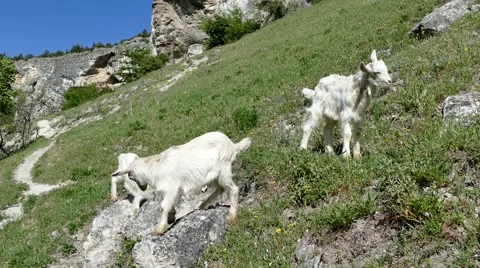 Goatlings in mountains Stock Footage 62812708