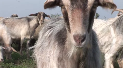 Goats 3 of them come close to the camera and kisses it then goes further Stock Footage 42362385