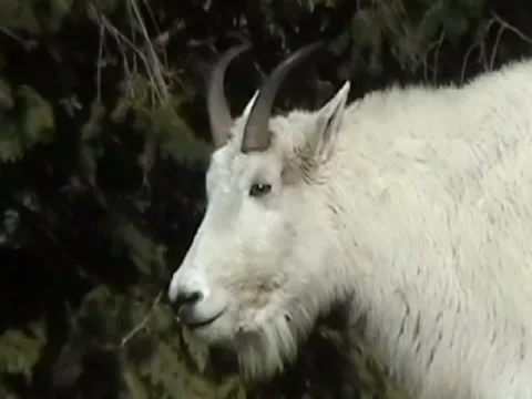 Goats 31sec Video stock 924958