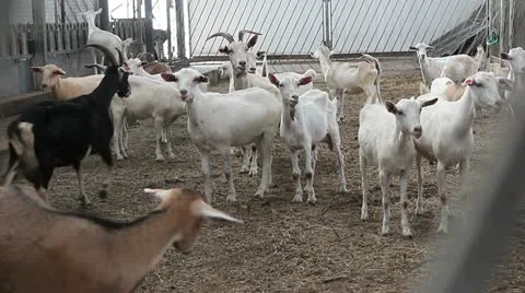 Goats 4 Video stock 11853127