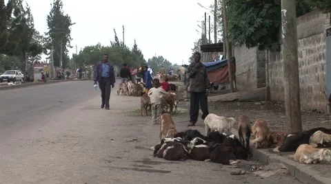 Goats in African city 스톡 동영상 1046145