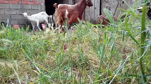Goats and dogs Stock Footage 137043397