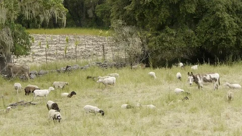 Goats and donkey Video stock 75914439