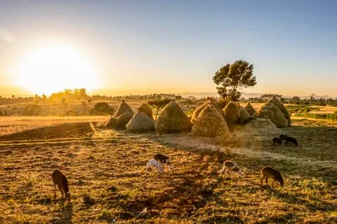 Goats and haystacks in the fields of teff (Eragrostis tef), Jib Gedel Stock Photos