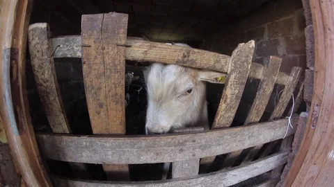 Goats and Lambs inside the stable 스톡 동영상 72072621
