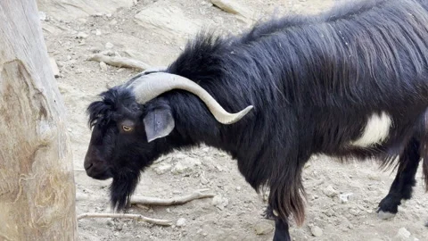 Goats and Sheep, afternoon time Stock Footage 290239953