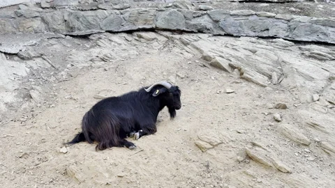 Goats and Sheep, afternoon time Stock Footage 290241253