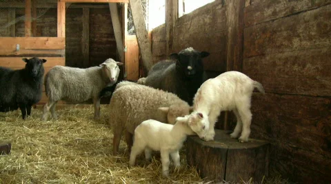 Goats and sheep in a barn Stock Footage 435318