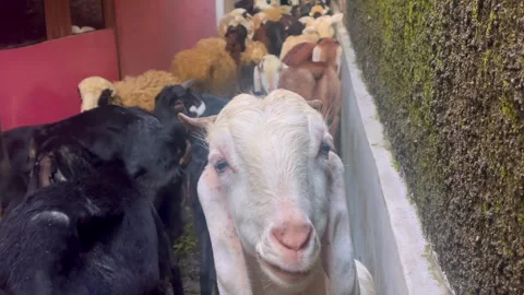 Goats and sheep for Eid al-Adha sacrifice 스톡 동영상 336976154