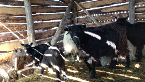 Goats and sheep 動画素材 75011853