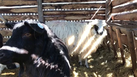 Goats and sheep 動画素材 75011857