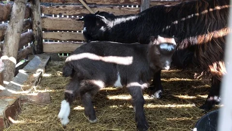 Goats and sheep Stock Footage 75011882