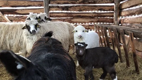 Goats and sheep Stock Footage 75011906
