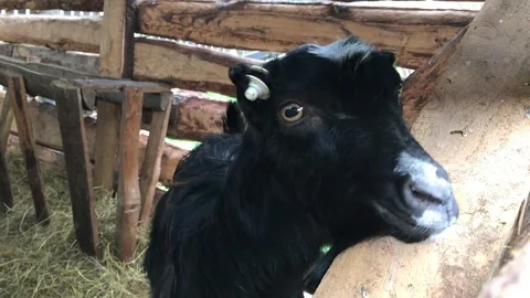 Goats and sheep Stock Footage 75011919