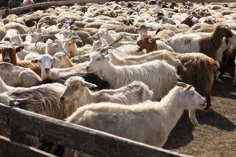 Goats and Sheep Herded into Enclosure Stock Photos