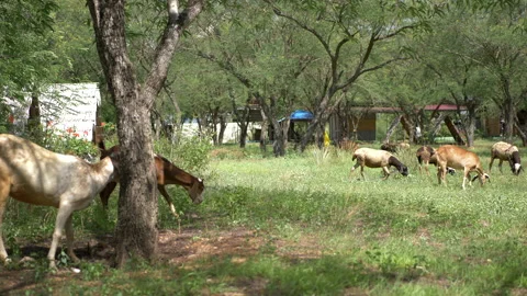 The Goats and The Shepherd Stock Footage 235919635