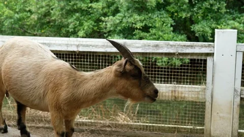 Goats and their daily behavior Stock Footage 288542425