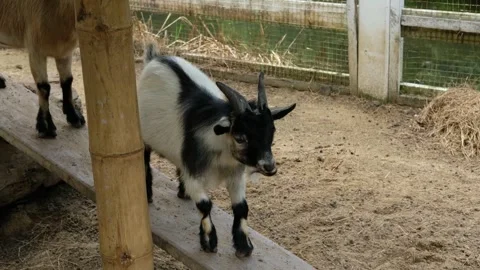 Goats and their daily behavior Stock Footage 288542453