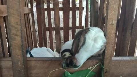 Goats are eating Stock Footage 308865533