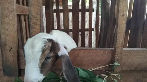 Goats are eating Stock Footage 308892943