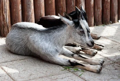 Goats are on the ground Foto stock