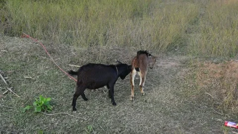 Goats are having fun in the field. Видео 323240335