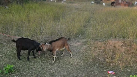 Goats are having fun in the field. 库存影片 323240344