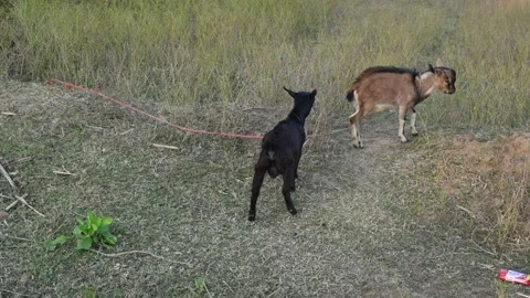 Goats are having fun in the field. Видео 323240349