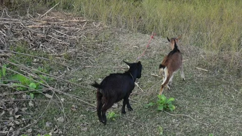 Goats are having fun in the field. 库存影片 323240352