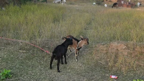 Goats are having fun in the field. Stock Footage 323240356